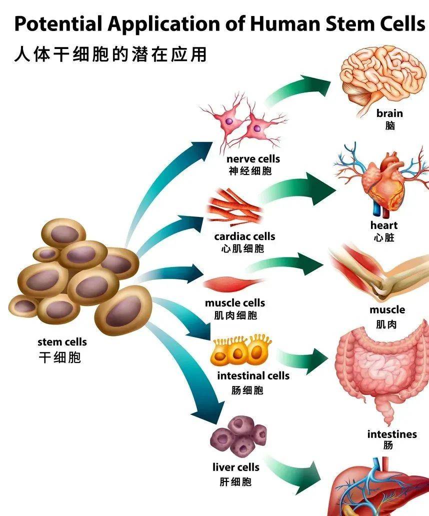 揭开神秘面纱!五分钟读懂干细胞治疗