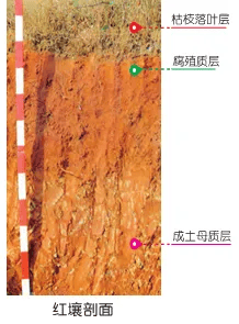 【土壤地理】最完整的土壤知识!全国土壤分布/形成/剖面(图图经典)转发、收藏起来_养分_作用_土粒