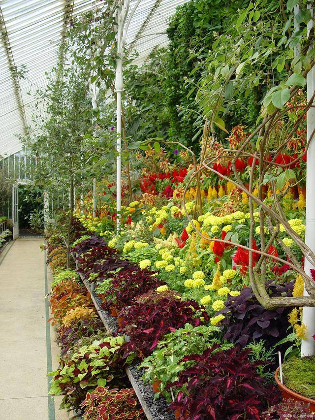 四川农业大学观赏园艺学专业:花卉王国的园艺师;园艺美学的探