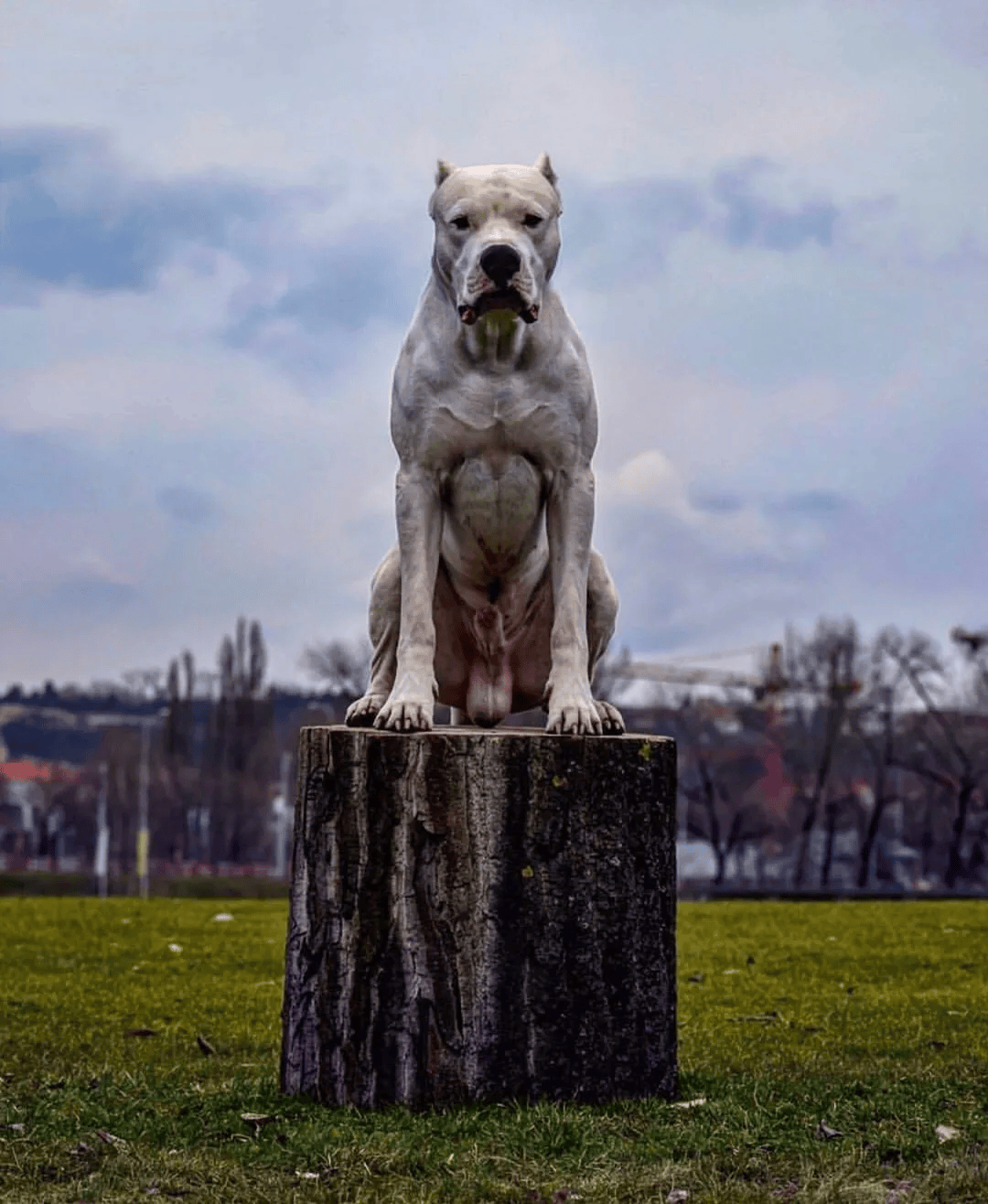 三大无攻击性犬图片