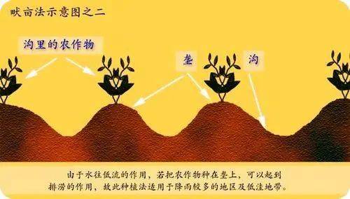 【地理素养】垄作，畦作，畎亩，圳田，区田，铺砂，间作、垄作、套种、圩田、垸田、垛田、台田、熟制、套袋，地膜，铺石，农业知识大全！_栽培_作物 ...