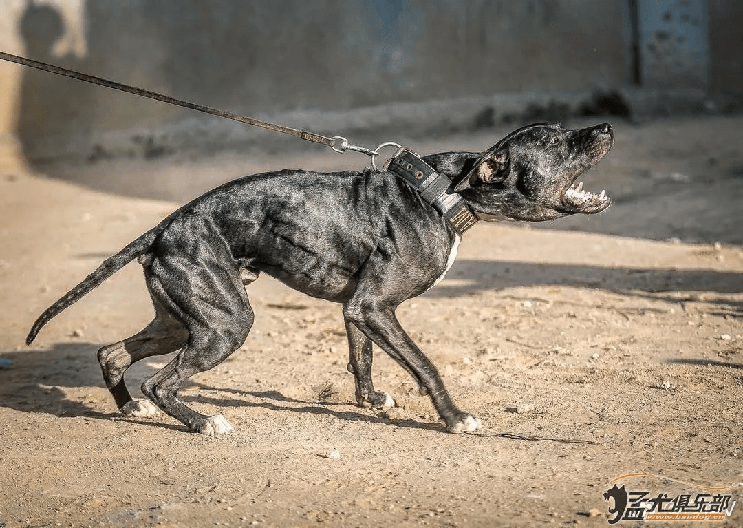 猛犬中的十大金刚,其中它被誉为最优秀的家庭保镖犬!_杜宾_藏獒_体型