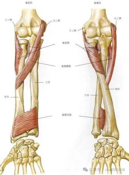 一网打尽你的网球肘