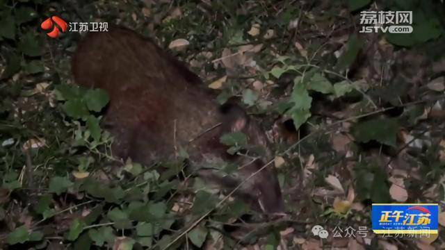 300斤大野猪被迅速捕猎!南京老山里有一队“野猪赏金猎人” 300斤大野猪被迅速捕猎!南京老山里有一队“野猪赏金猎人”