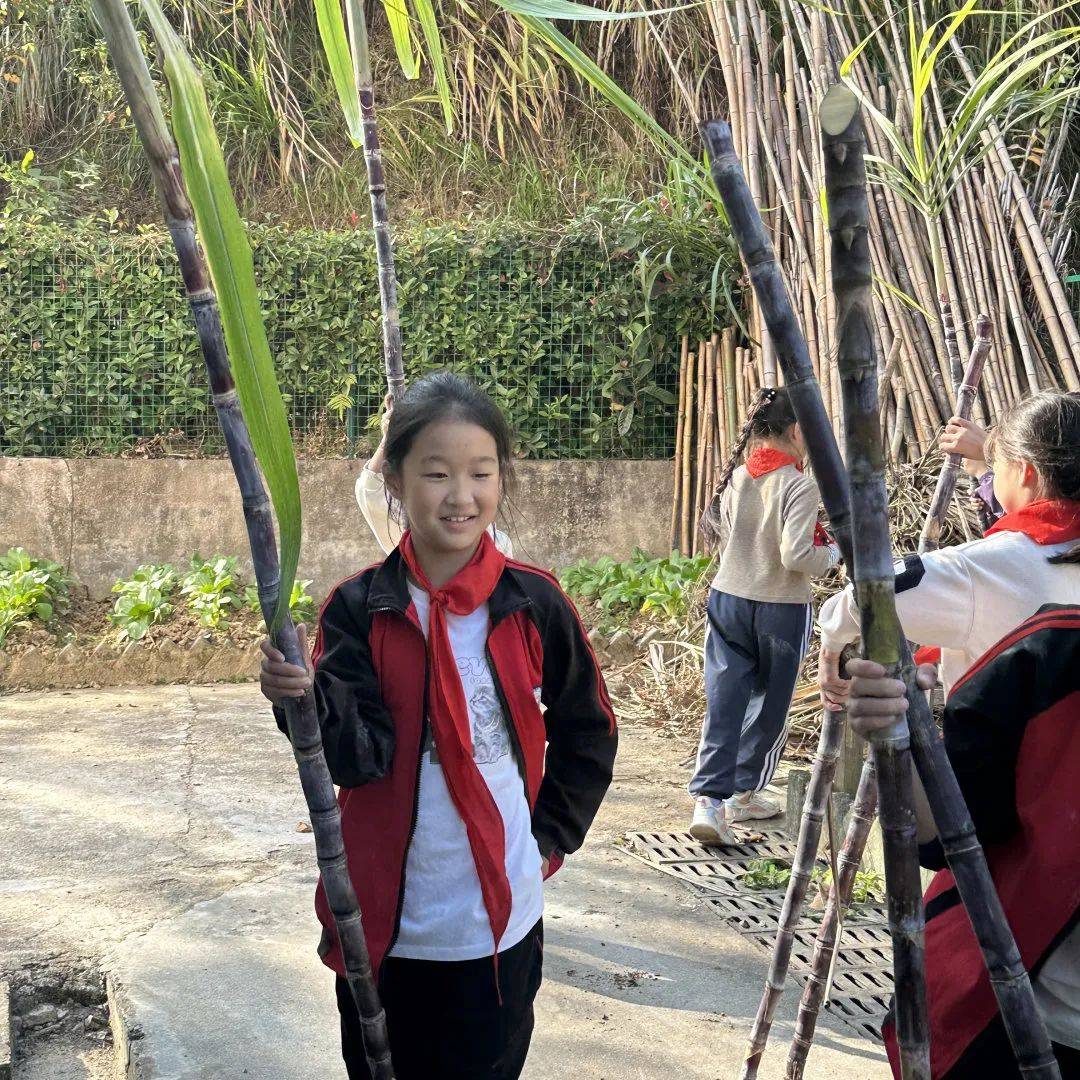 开化县华埠镇中心小学:解锁一根甘蔗的n种玩法