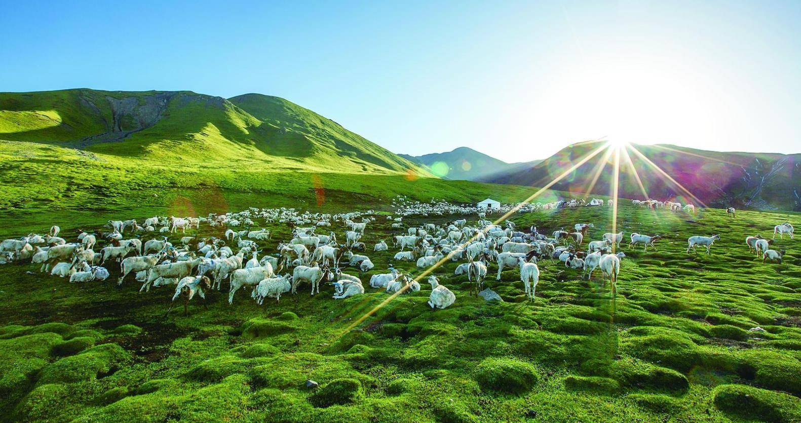 藏羊又称藏系羊,是我国三大原始绵羊品种之一,主要分布在青藏高原