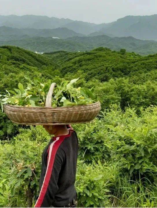 平顶山茶叶（平顶山茶叶盒）《河南平顶山茶叶》