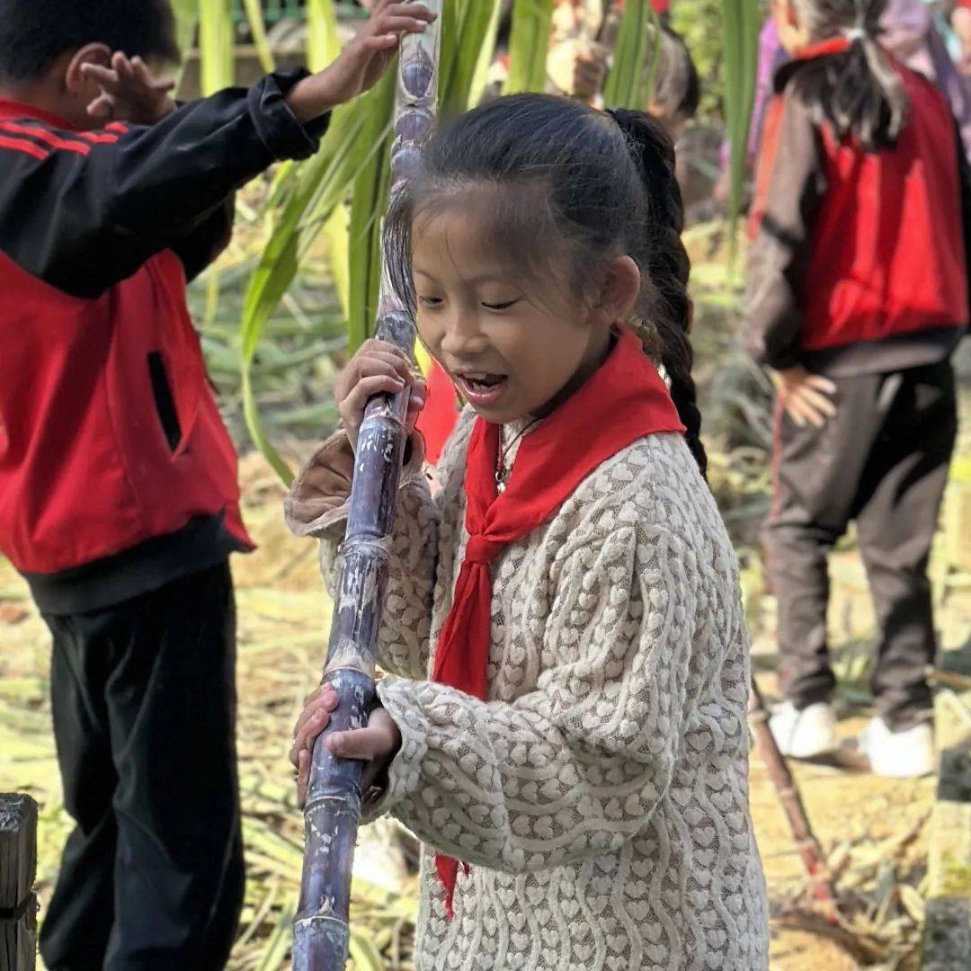 开化县华埠镇中心小学:解锁一根甘蔗的n种玩法