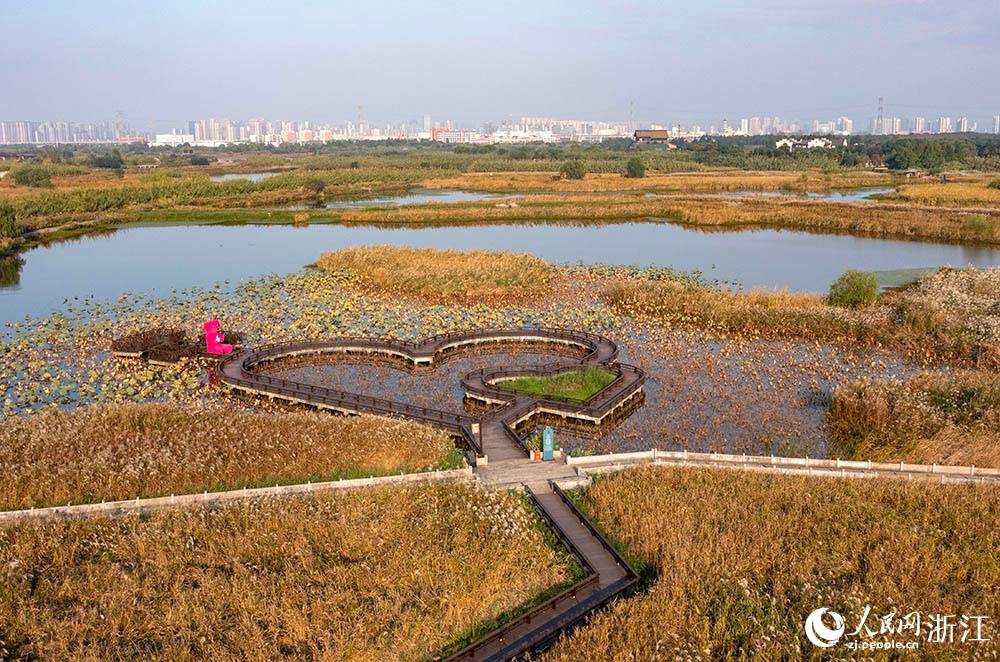 宁波前湾新区：芦苇摇曳 秋色如画果博平台(图5)