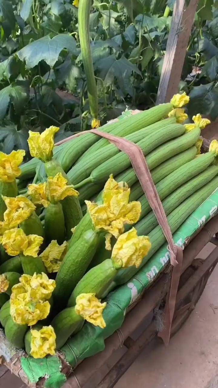 长香丝瓜种子 农业种植