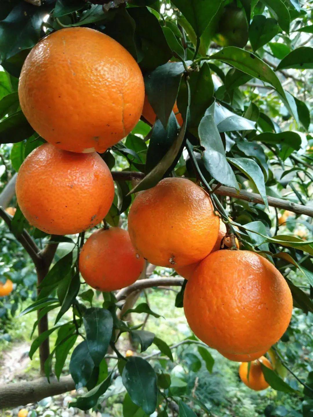 从枝头甜到舌尖达州这里的爱媛橙熟了