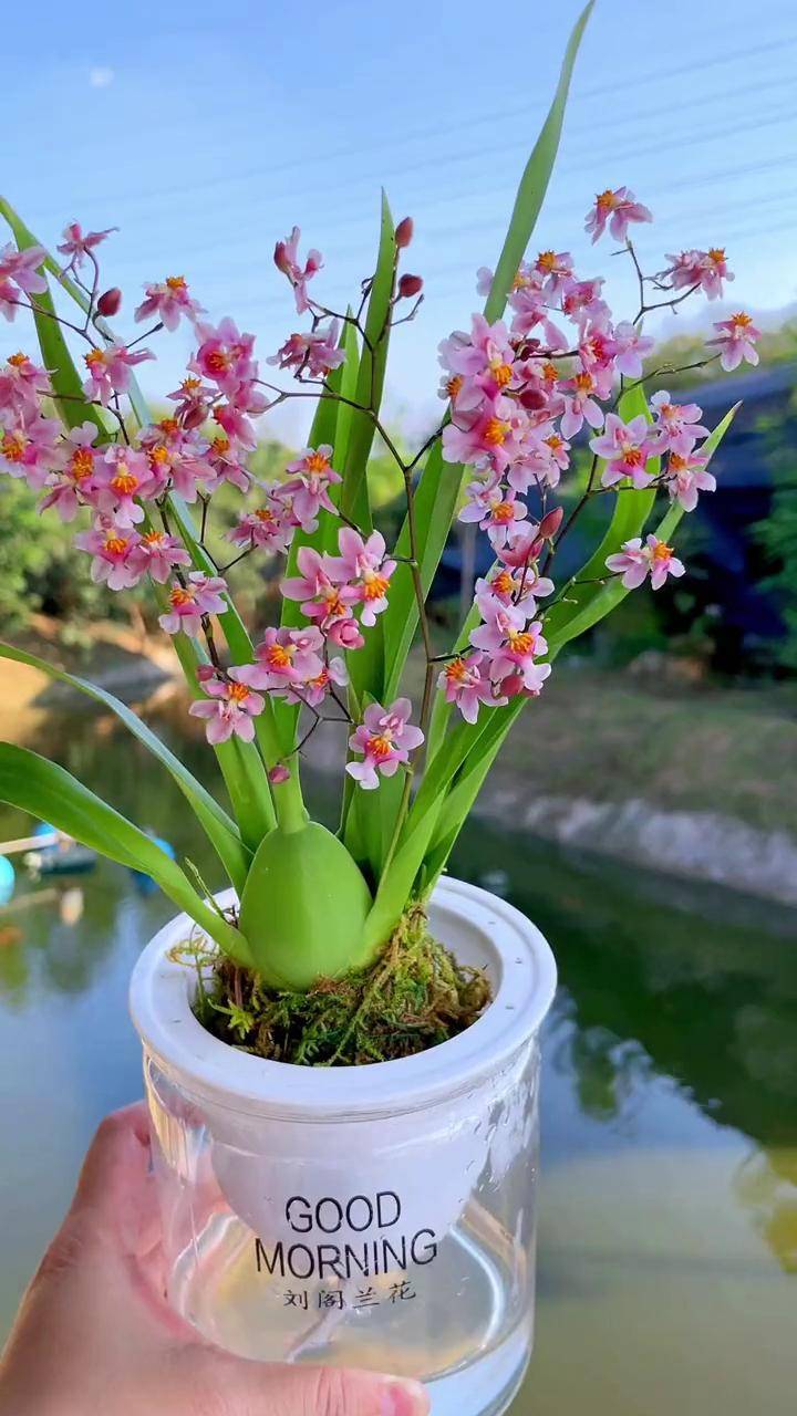 好看好养花开很香的文心兰 兰花家庭养花 花卉绿植dou 上热门