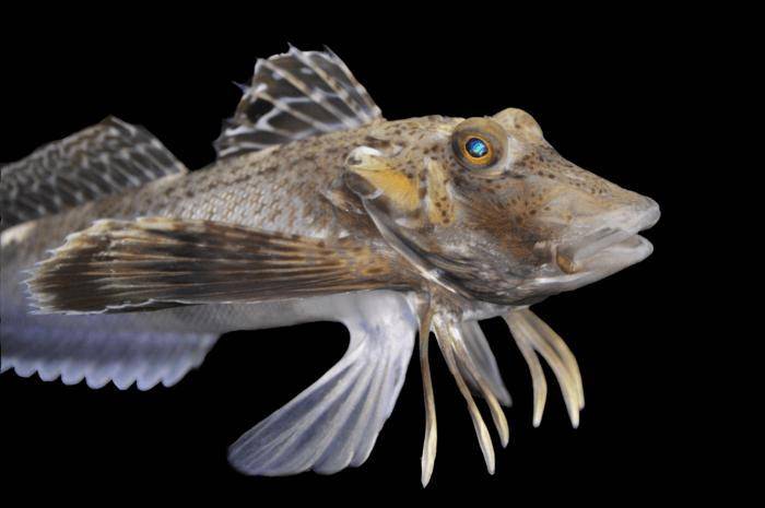 这种鱼有腿,能在海底"行走"或"挖掘食物" | current biology