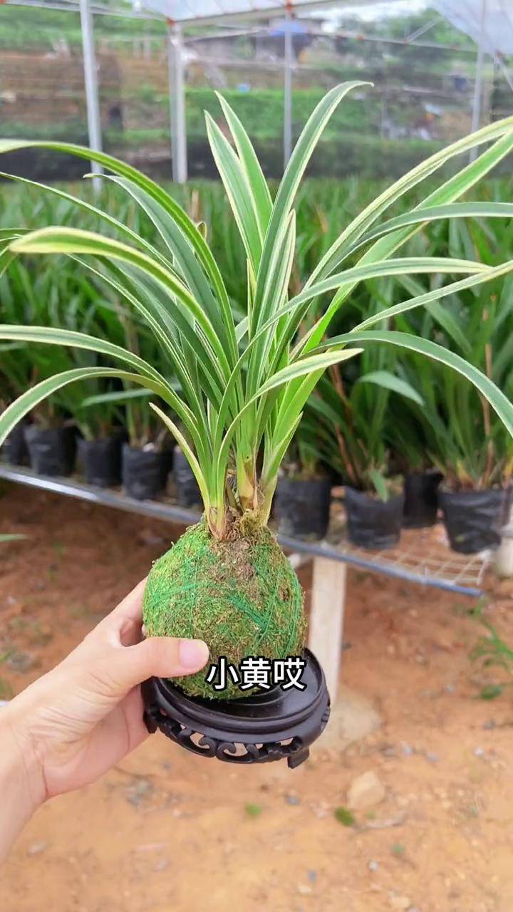 好看好养花期长的金边兰花 兰花 花卉绿植 室内盆栽 爱兰花爱生活