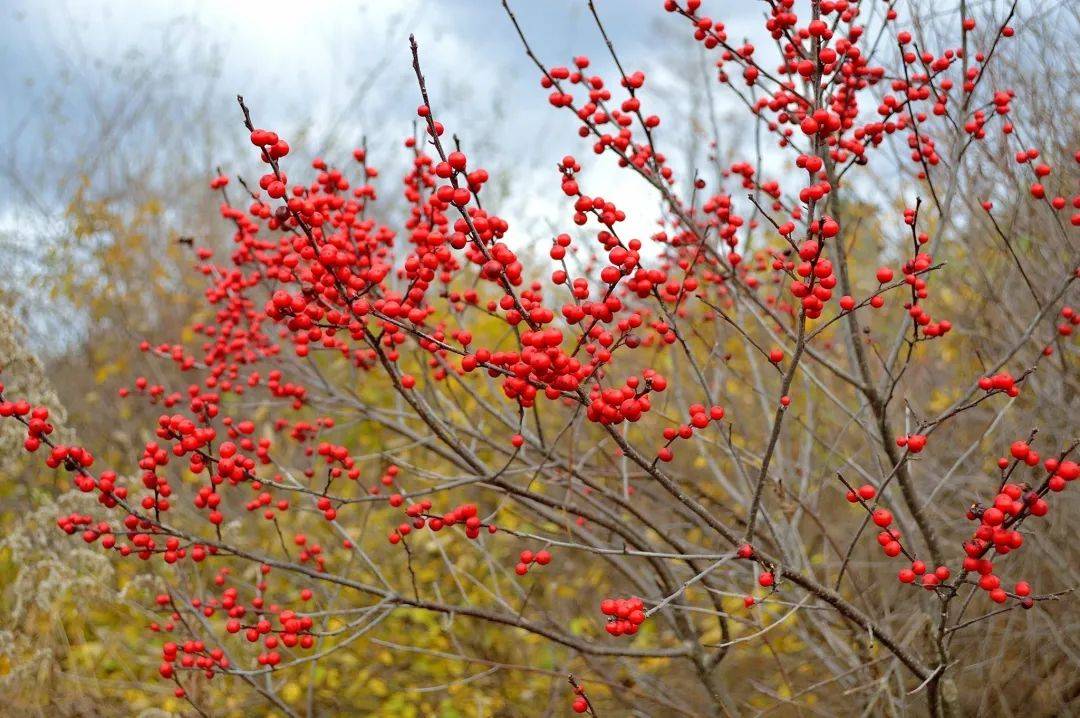 红玛瑙花图片大全图片