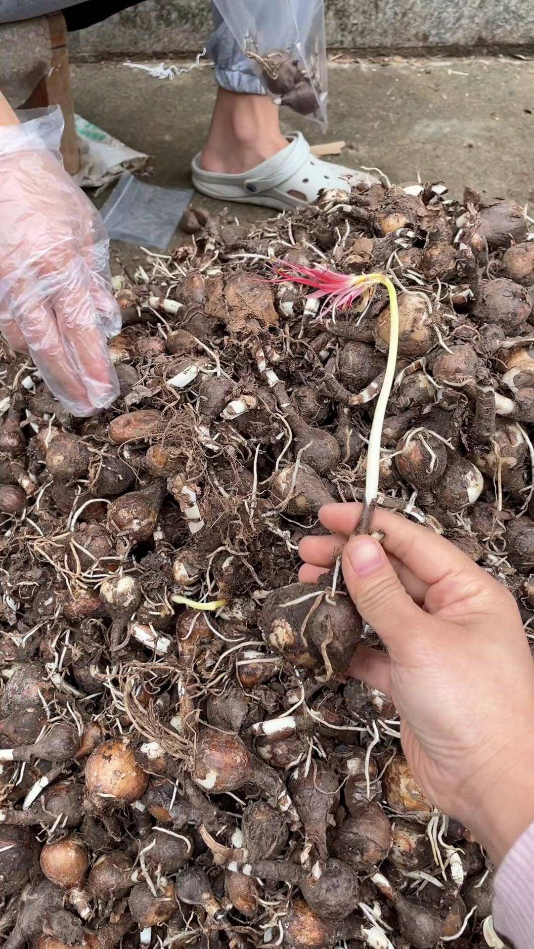 彼岸花开 彼岸花种球 种植小技巧