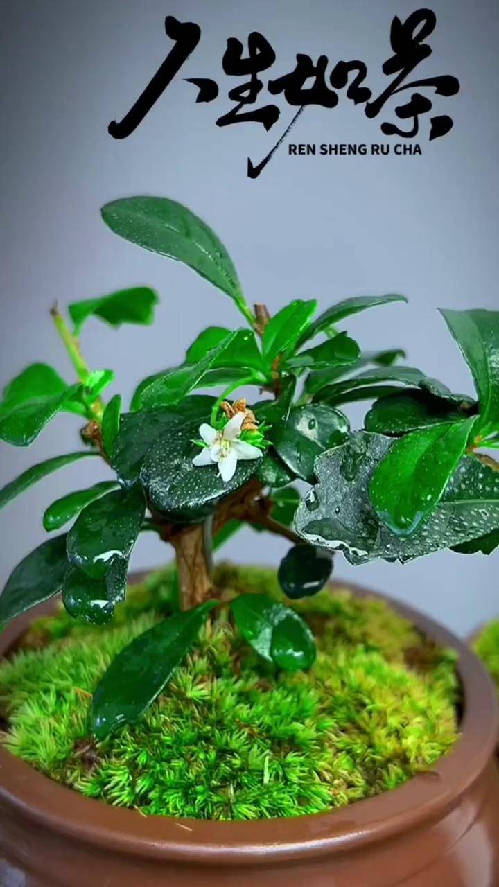 花卉绿植福建茶盆景家里有睡棉不好的有小孩的有茶桌的新房装修搬新家