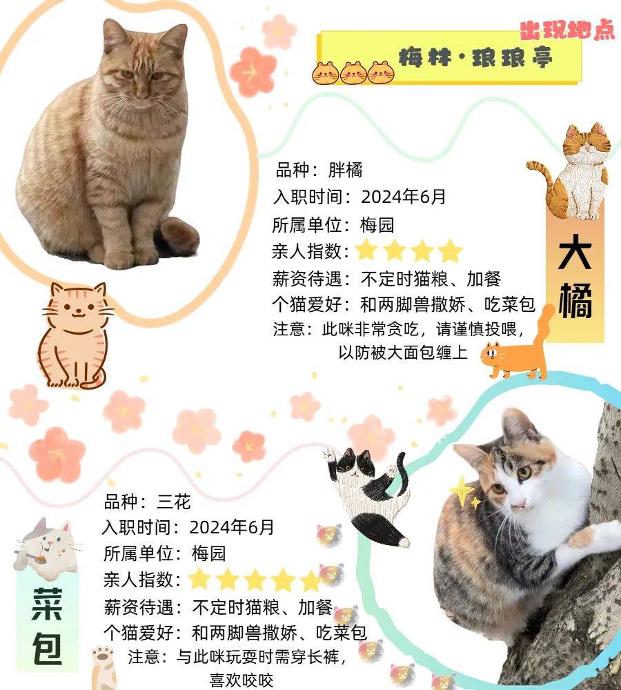 小猫的动物档案介绍图片