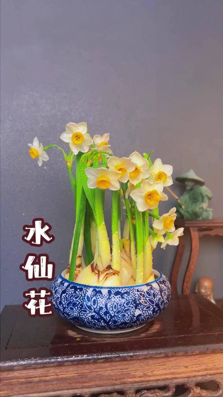 水仙花又被誉为凌波仙子是我国十大名花之一爱生活爱养花花卉绿植农业