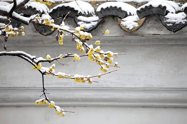 中到大雪，局部暴雪！沈陽市安委會提示！