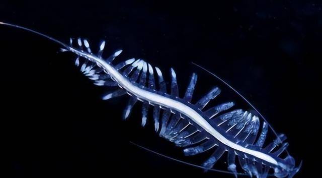 世界上有种会"隐身"的鱼:身体透明似果冻,专家:抓到最好放生