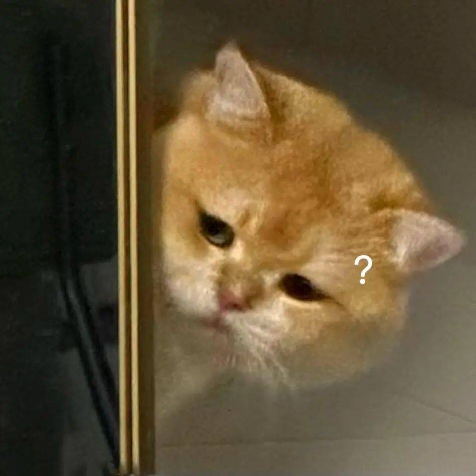 搞怪猫猫表情包