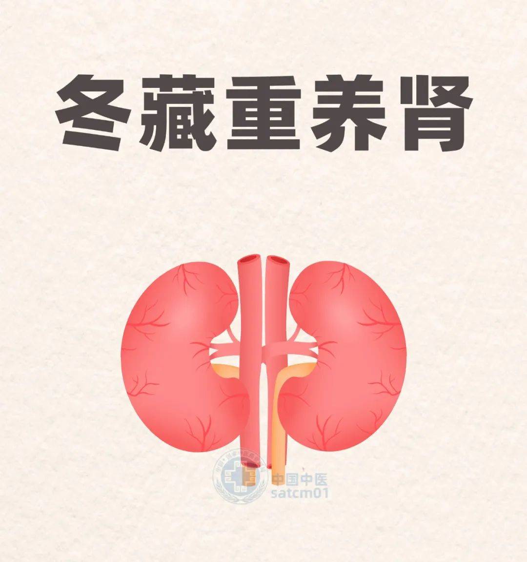 【健康养生】冬季重在养肾,用这几招,固肾强腰、补肾助阳!_肾脏_寒就温_节律