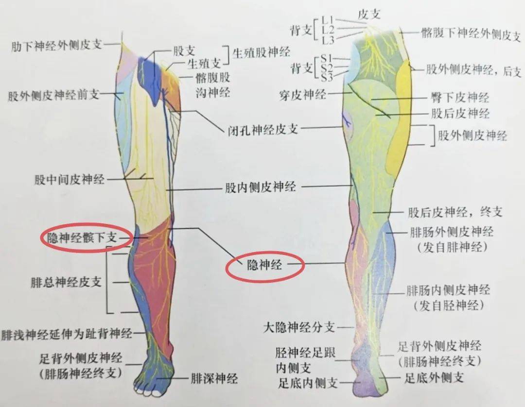 胫神经走行图图片