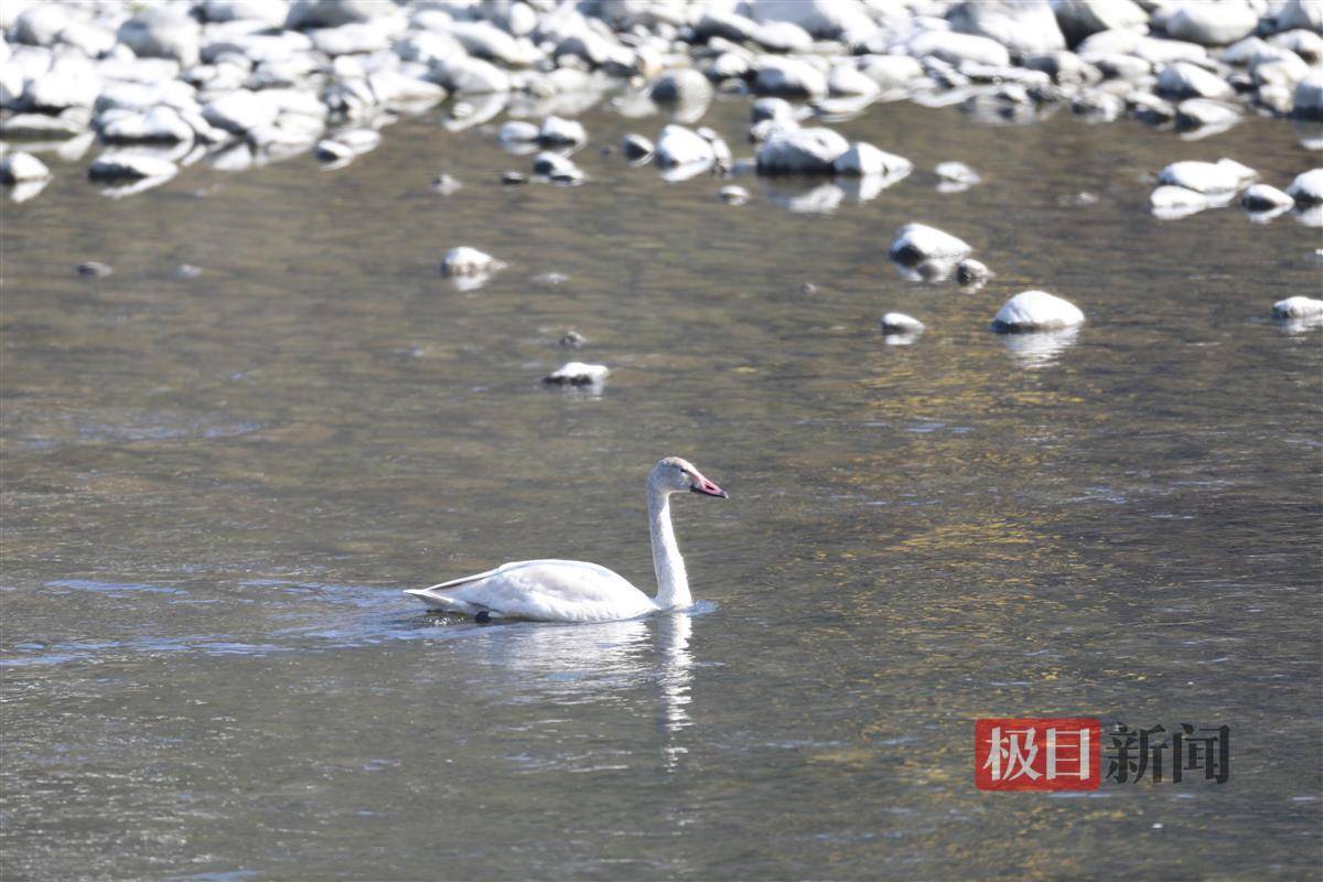 野生小美嘉体育天鹅现身湖北竹山堵河(图1)