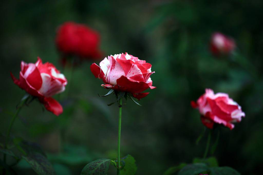 江苏淮安:楚秀园内月季花绽放