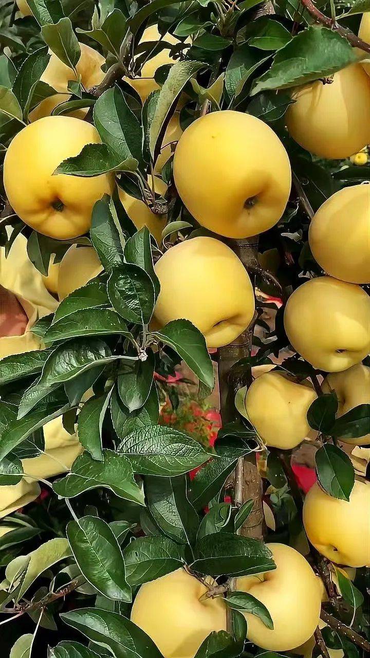 新优苹果品种介绍