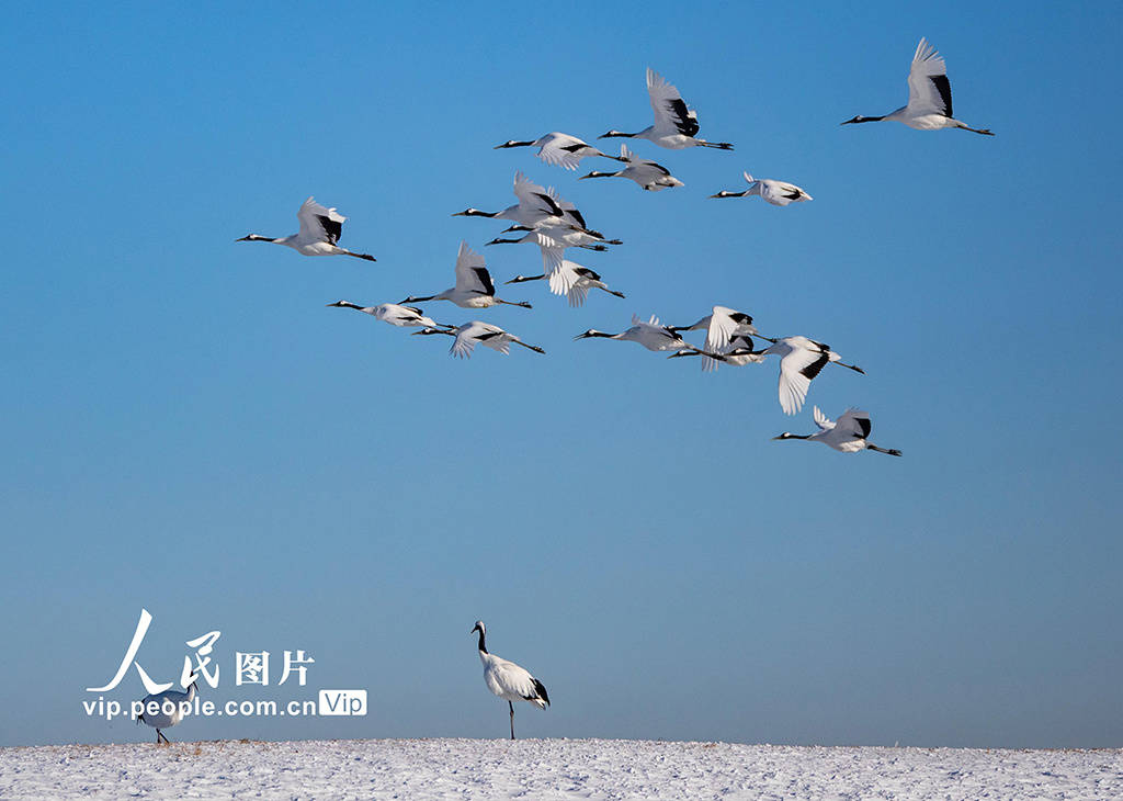 丹顶鹤的照片飞翔图片