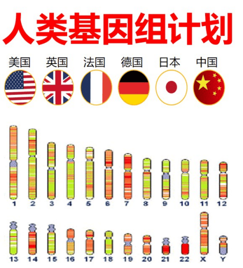 人类染色体图谱图片