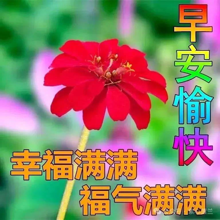 上午好问候图片大全集图片