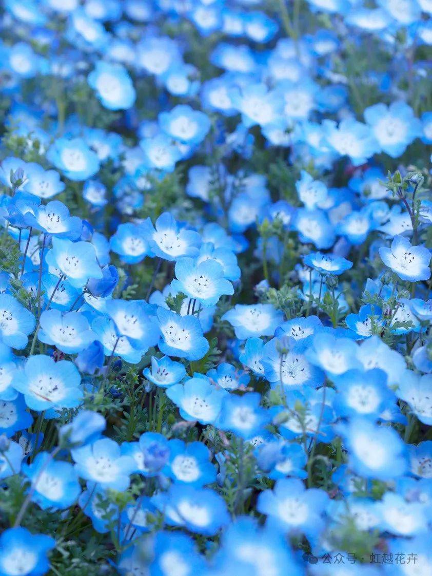 春日最美"小野花",小盆栽也能开成梦幻蓝色花海