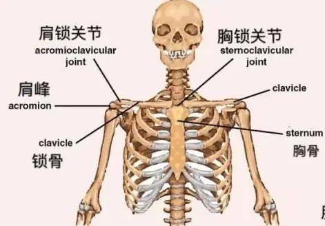 胸锁关节的位置图片