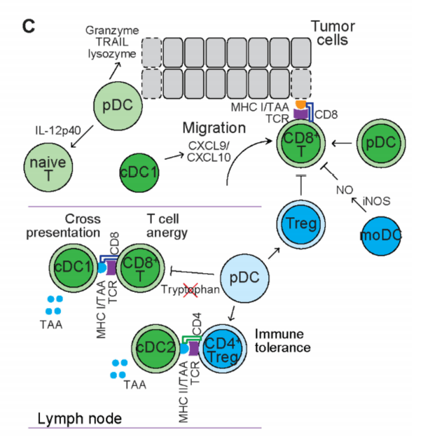 传统dc（cdc）cdc由两个表型和功能不同的亚群组成。人cdc1表达cd11c、mhc-ii、bd