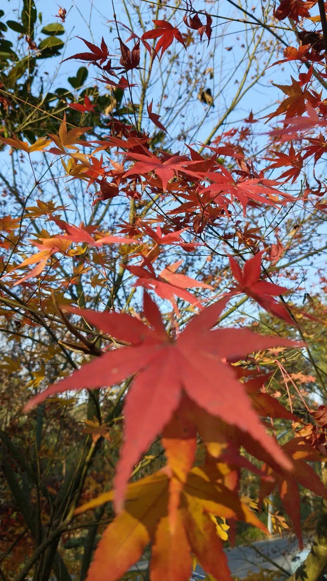 吉首花果山图片