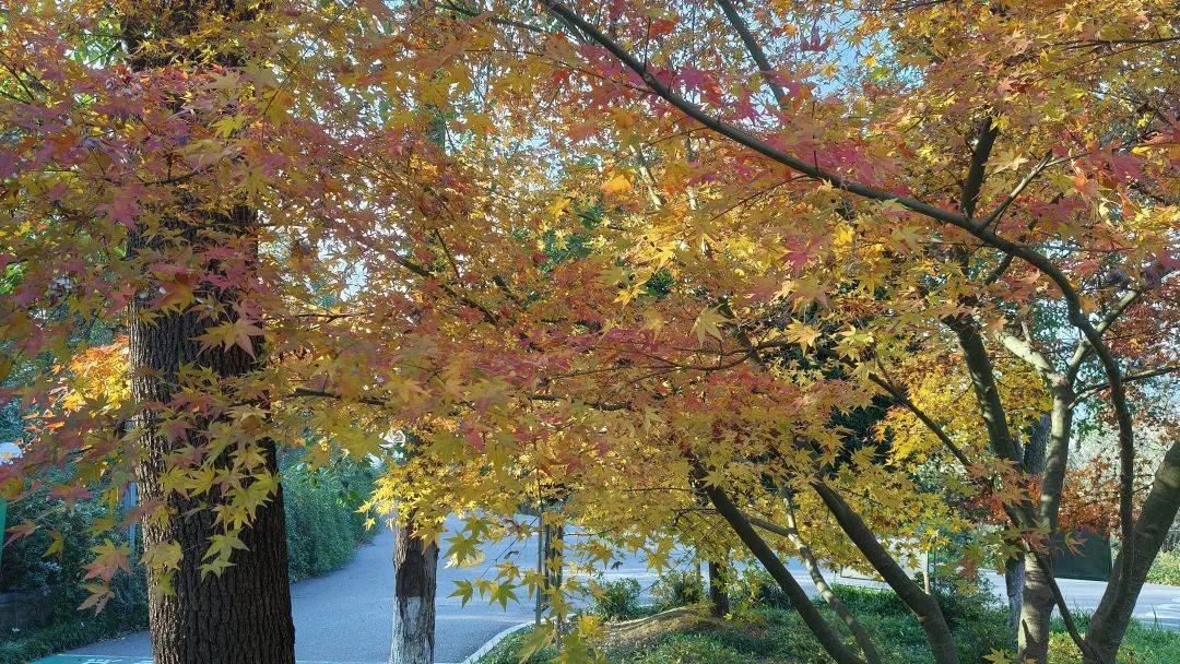 【影画湘西】吉首花果山红叶似火