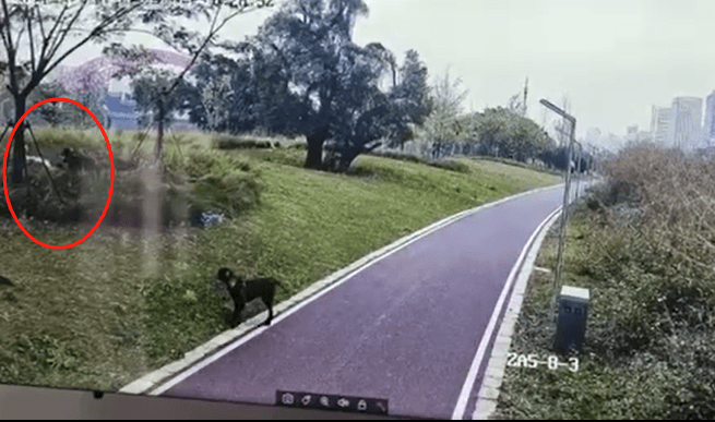 江西赣州4条猎犬攻击撕咬女子和3岁女儿,两涉案人员被采取刑事强制措施,家属发声 江西赣州4条猎犬攻击撕咬女子和3岁女儿,两涉案人员被采取刑事强制措施,家属发声