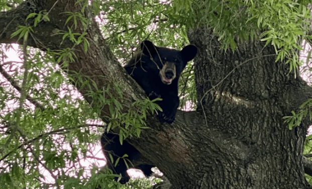 美國(guó)男子獵殺樹上的熊，熊掉下來(lái)砸死另一人