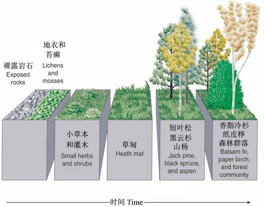 植被类型模式图图片