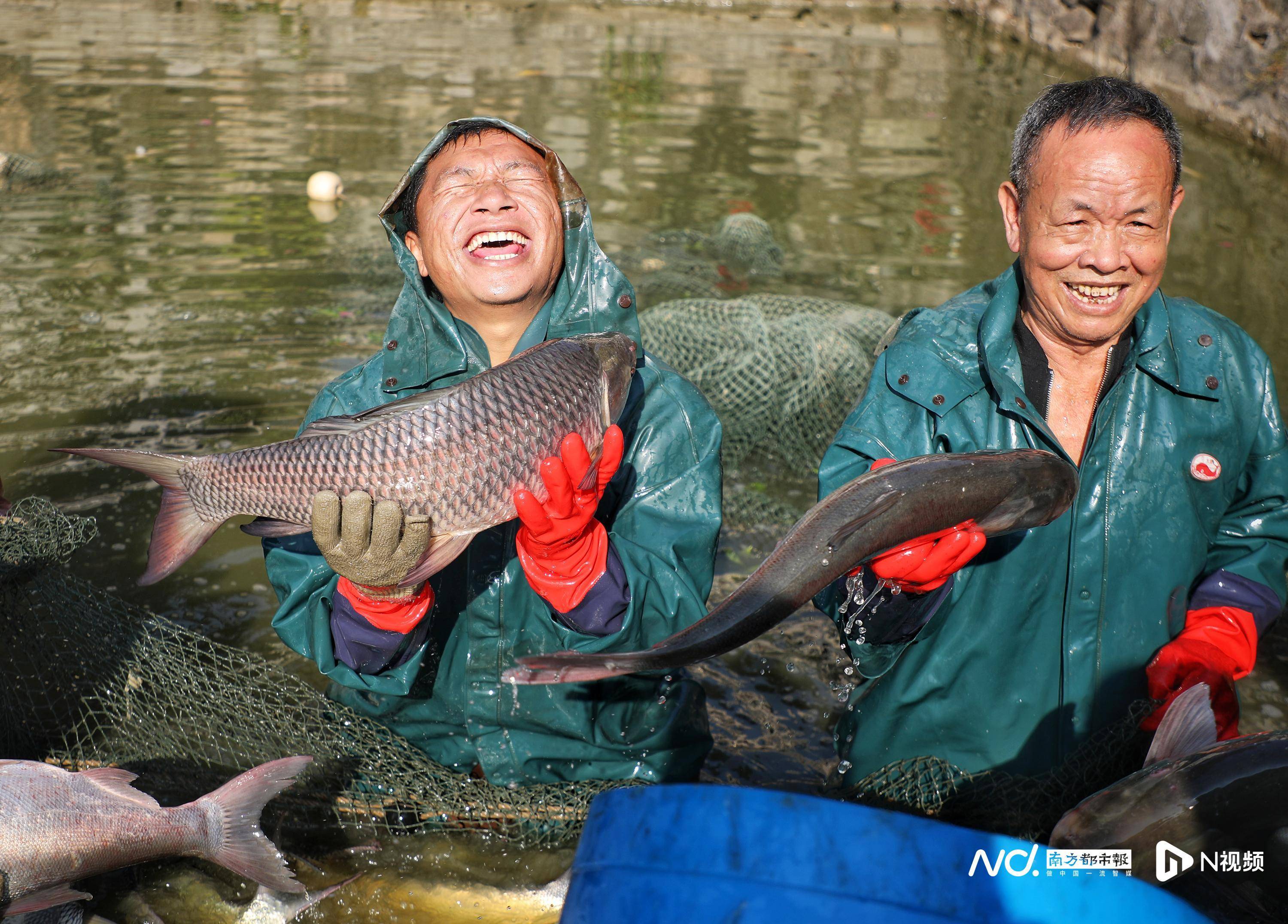区嘉禾街科甲社区举行一年一度"分鱼"活动,村民在风水塘打捞到大鱼,喜