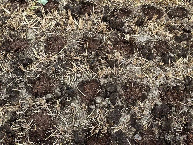 开云体育官网“冬闲”变“冬忙” 旧圃镇掀起万亩水果豌豆种植热潮(图1)