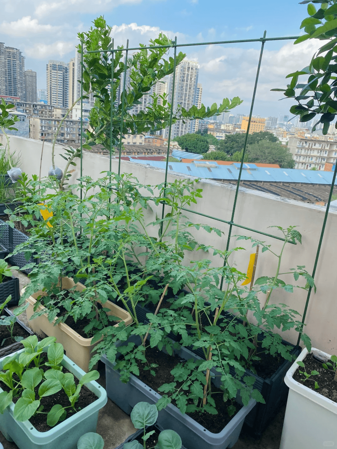 这片露台菜园,于城市的喧嚣中辟出一方宁静天地,它是生活诗意的注脚