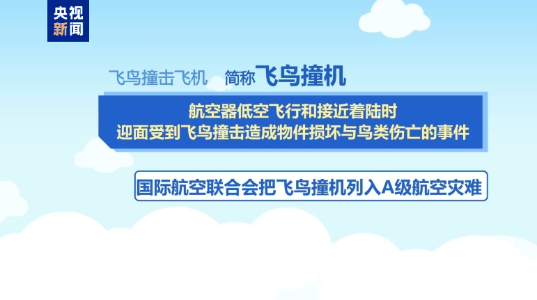 38人遇难29人生还 阿航客机坠毁或因撞上飞鸟？调查仍在进行