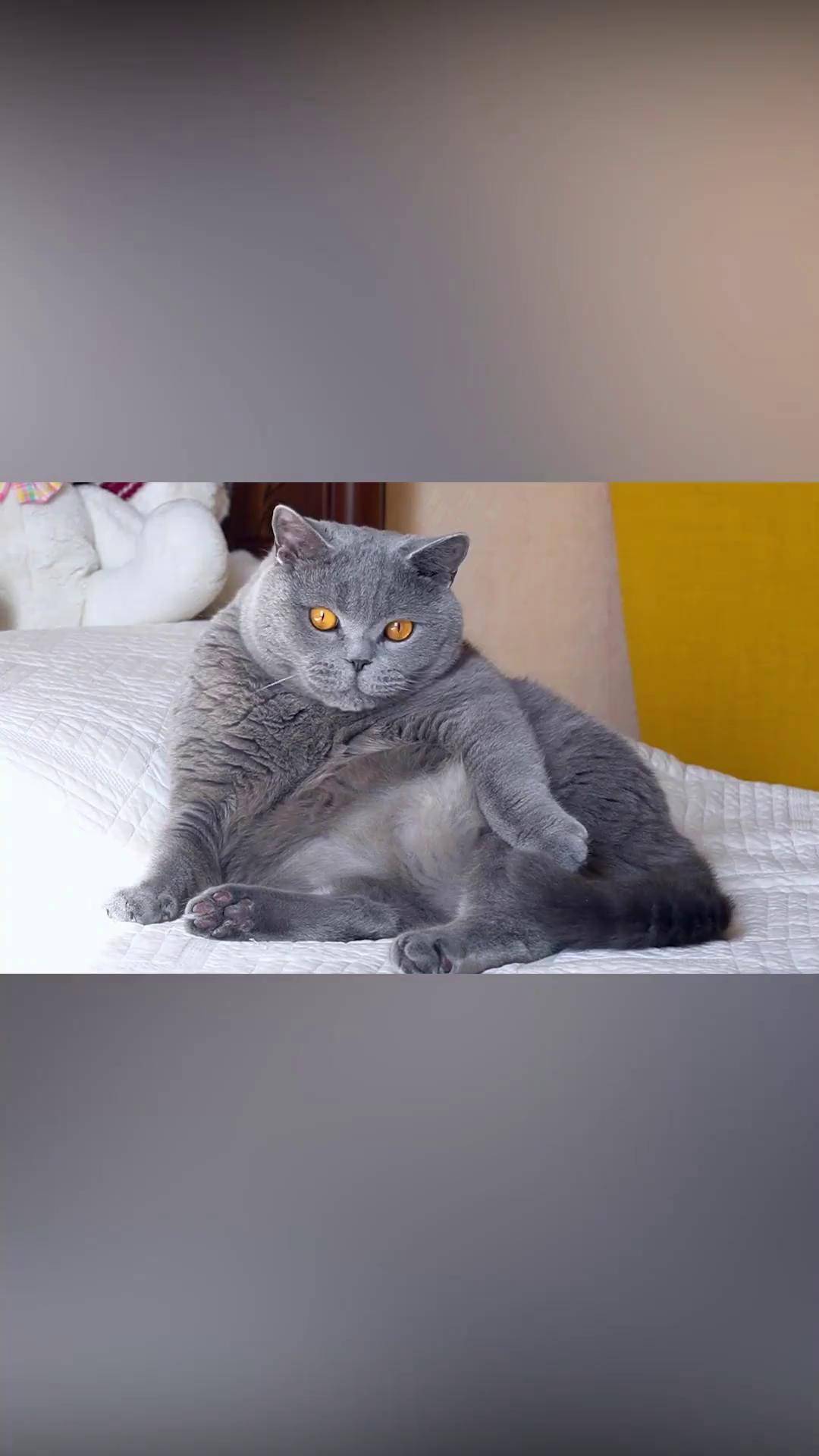 成年英短蓝猫能长到多少斤 蓝猫 猫咪 萌宠出道计划 科学养宠攻略