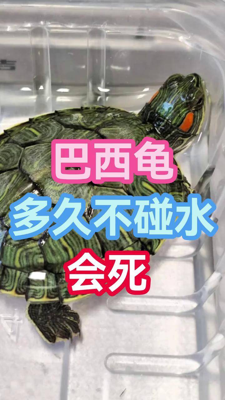 巴西龟多久不碰水会死 巴西龟 养巴西龟 养巴西龟注意事项 宠物科普