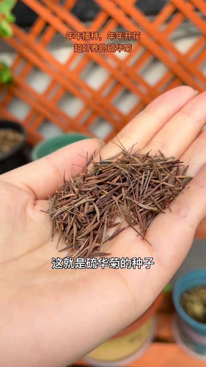 硫华菊小苗图片图片