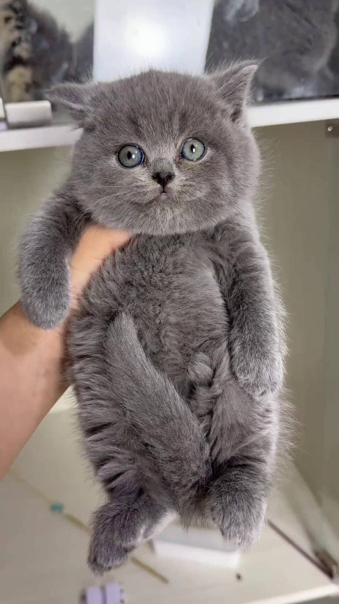 哪哪都好看 蓝猫 蓝猫宝宝